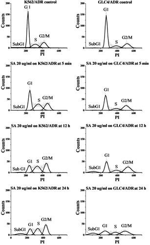 Figure 5  . Histograms of propidium iodide (PI)-associated K562/ADR (left) and GLC4/ADR (right) control cells and after incubation with 20 µg/ml acetone extract of C. johnstonii at 5 min, 12 h, and 24 h.