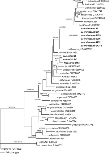 Fig. 2. Phylogram of one of two MP trees of length 847 revealed by PAUP from an analysis of the rpb2 matrix of sect. Trichoderma, showing the phylogenetic position of H. caerulescens, H. hispanica and T. samuelsii (formatted in boldface). Thin branches represent nodes collapsing in the strict consensus tree of the two MP trees. MP and ML BS above 60% and Bayesian PP above 90% are given respectively at first, second and third position, above or below the branches; GenBank accession or isolate numbers follow the taxon labels.