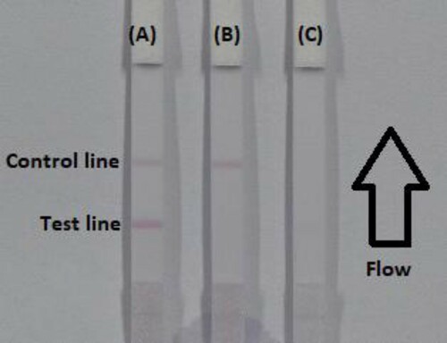 Figure 4. The illustration of strip results (A) the sample is negative; (B) positive result if the C line appears alone; (C) invalid result if the control and test line doesn’t appears. C = control line. T = test line.