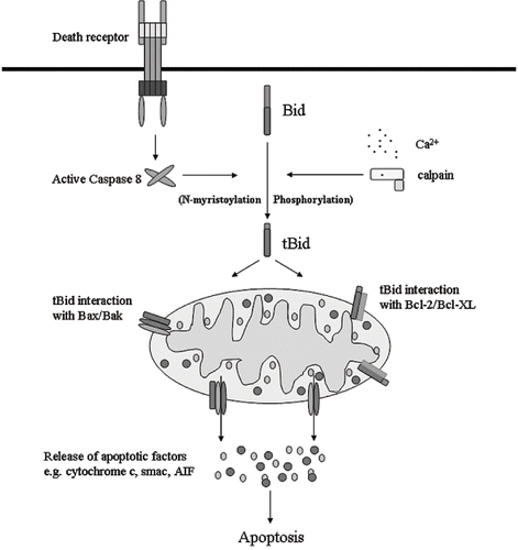 Figure 3. Bid activation and involvement in apoptosis. Bid is proteolytically processed into active forms of tBid via caspase-8, calpain, or other proteases. The activation may be regulated by JNK-mediated phosphorylation. tBid translocates to mitochondria, where it can directly interact with and activate Bax/Bak, or indirectly activate Bax/Bak by antagonizing Bcl-2/Bcl-XL. Activated Bax/Bak form porous defects in the outer membrane of mitochondria, leading to the release of apoptogenic factors.