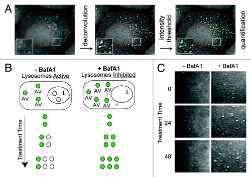 Figure 1. Experimental design for measuring autophagic vesicle dynamics using EGFP-LC3. (A) EGFP-LC3 vesicles were imaged in U2OS cells by fluorescent microscopy and subjected to an image processing protocol including deconvolution, intensity thresholding and object quantification (see Materials and Methods for details). Example cell shown was cropped from a 60×-captured image. The red boundary defines the cellular region-of-interest. EGFP-positive puncta above the intensity threshold are highlighted in cyan. Insets are 2× magnifications of boxed regions. (B) Simplified model of lysosomal inhibition. Cells treated with vehicle control (−BafA1) have active lysosomes and EGFP-LC3 vesicles are continually synthesized and cleared by lysosomal fusion (fluorescence quenched). Bafilomycin A1 (BafA1) treatment inhibits lysosome function (indicated with red inhibitory symbols) and thereby causes accumulation of EGFP-LC3 vesicles, which are protected from lysosome-mediated fluorescent quenching. Green-filled circles represent EGFP-LC3-positive AVs, whereas white-filled circles represent AVs that have fused with a lysosome (L). (C) Snapshots from areas imaged within single cells treated with vehicle (left panels; −BafA1) or BafA1 (right panels; +BafA1) for 0 min, 24 min or 48 min. Images are from deconvolved 60×-captured images.