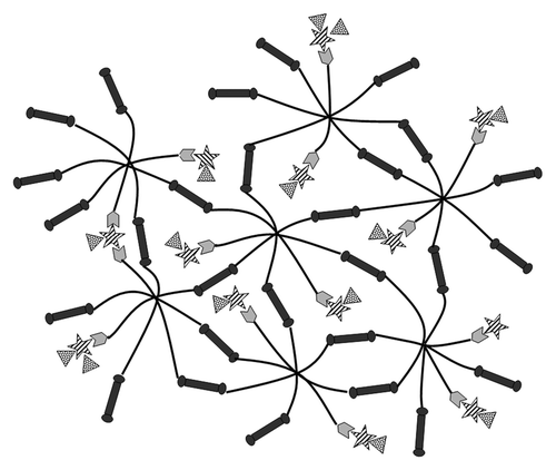 Figure 1. Affinity-based NGF delivery from PEG-co-peptide CS system. Eight-arm PEG (black lines) are modified with bi-functional cross-linking peptides (dark gray dumbbells) on 6 arms and CS-binding peptides (light gray hexagons) on 2 arms. CS (striped stars) interacts with CS-binding peptides and NGF (spotted triangles).