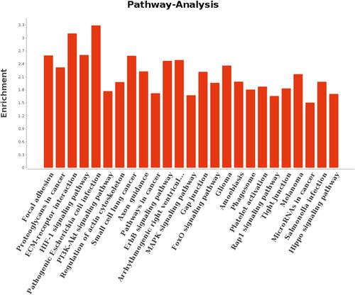 Figure 4 KEGG classification of the differentially expressed genes of oocytes in the germinal vesicle stage.