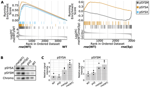 Figure 4. Effect of overexpression of the rne-rnhB operon on the transcriptome and copy number of plasmids pSYSA and pSYSM. (A) Gene set enrichment analysis (GSEA) comparing enrichment of transcripts derived from different replicons. Transcript reads were assigned to transcriptional units (TUs). Those were ranked by log2FC values, as depicted in the lowest part of the diagram. The middle part shows which TUs are encoded by which replicon and the top part shows the running enrichment score associated with a replicon. This was calculated by testing the overrepresentation of a term compared to a random background distribution. Data are only shown for replicons with significant differences between strains (compare Supp. Tables S13 and S14). (B) Southern blot comparing relative amounts of pSYSA, pSYSM and chromosomal DNA in different strains. DNA was digested with HindIII restriction enzyme. One representative analysis is shown (n = 3). Chromo: hybridisation signal corresponding to chromosomal DNA. (C) Quantification of hybridisation signals for pSYSA and pSYSM, normalised by chromosomal hybridisation signal. Dots represent biological replicates, gray bars the means of replicates, normalised to the WT values. pSYSA signal detected in rne(5p) and rne(WT) was significantly higher than in WT or the empty-vector control (p.adj < 0.05) as well as pSYSM signal detected in rne(WT) compared to WT (p.adj < 0.05). pVZ: empty vector control strain pVZΔKmR.