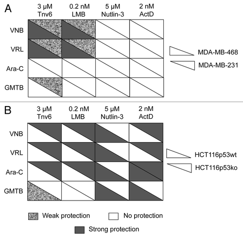 Figure 6. Summary tables for cancer cell lines. (A) MDA-MB-231 and MDA-MB-468 cells and (B) HCT116-p53wt and HCT116-p53ko cells. Cells were subjected to the cyclotherapy protocol described in Materials and Methods. Protection level was decided based upon data recorded after recovery. See also Figures 5A; Figs. S2 and S5.