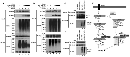 Figure 4. PRDX1 inhibits ubiquitination of TRAF6 and ECSIT. (A) HEK293T cells were transfected with Mock, Flag-TRAF6, HA-Ub, or different concentrations of MYC-PRDX1 as indicated. At 38 h post transfection, transfected cells were extracted and cell lysates were subjected to immunoprecipitation with anti-Flag antibody followed by IB using anti-Flag or anti-HA antibody. (B) HEK293T cells were transfected with Mock, Flag-ECSIT, HA-Ub, or different concentrations of MYC-PRDX1 as indicated. At 38 h post transfection, transfected cells were extracted and cell lysates were subjected to immunoprecipitation with anti-Flag antibody followed by IB using anti-Flag or anti-HA antibody. (C and D) Ctrl and PRDX1KD THP-1 cells were treated with or without LPS (200 ng/ml) for 60min. Immunoprecipitation assay was performed using lysates with anti-TRAF6 (C) or anti-ECSIT antibody (D). IB assay was performed using anti-TRAF6, anti-ECSIT, and anti-Ub antibodies. (E) Model showing how PRDX1 inhibits ubiquitination of TRAF6 and ECSIT. Upon TLR4 stimulation, TRAF6 is auto-ubiquitinated. It simultaneously ubiquitinates its associated proteins including ECSIT. The TRAF6-ECSIT complex induces activation of TLR4 downstream molecules such as MAP3K7 and IKKs, leading to activation of NFKB (left). In contrast, the interaction of PRDX1 with the ring finger domain of TRAF6 inhibits TRAF6 ubiquitin ligase activity, resulting in inhibition of ubiquitination of TRAF6 and ECSIT which leads to inhibition of NFKB activation (right).