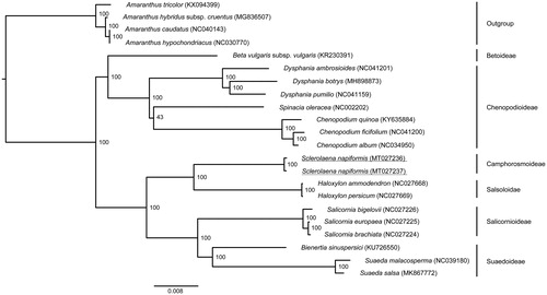 Figure 1. Maximum-likelihood topology depicting the relationship of Sclerolaena napiformis (Genbank: MT027236, MT027237) within the family Amaranthaceae. The analysis was based on an alignment containing 83,421 bp of protein-coding sequence data representing 87 chloroplast genes and three potential pseudogenes from 22 accessions. Members of the genus Amaranthus were used to root the phylogeny. Bootstrap support values are shown at nodes. Analysis was performed using the GTR + G model with 1000 rapid bootstrap iterations implemented in RAxML v8.2.12 (Stamatakis Citation2014). The alignment used to produce this phylogeny is available via Mendeley data (http://dx.doi.org/10.17632/cbvrp8r5z8.1).