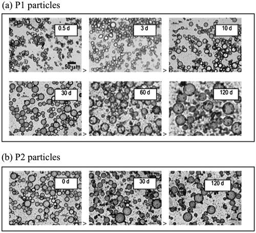 Figure 2. Microscope images of emulsions having ϕw = 0.2, prepared with particles having experienced different soaking times ts. (a) Emulsions prepared with P1 particles. (b) Emulsions prepared with P2 particles.