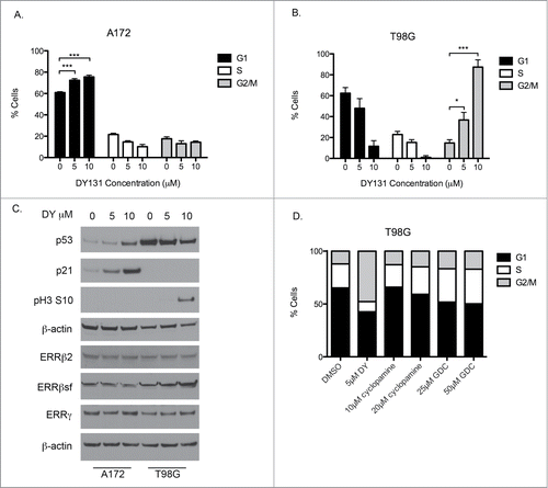 Figure 2. DY131-mediated cell cycle arrest differs between p53 wild type and p53 mutant GBM cells. (A) Cell cycle profile of p53 wild type A172 cells 24 h after DY treatment determined by flow cytometry (n = 3, one-way ANOVA). Corresponding subG1 data from same assay shown in Figure 1B. (B) Cell cycle profile of p53 mutant T98G cells 24 h after DY treatment determined by flow cytometry (n = 3, one-way ANOVA). Corresponding subG1 data from same assay shown in Figure 1B. (C) Protein expression for p53, p21, phospho-H3 ser10, ERRβ2, ERRβsf and ERRγ in A172 and T98G cells after 24 h DY treatment. (D) T98G cell cycle profile 24 h after indicated drug treatments determined by flow cytometry (n = 3). (*P < 0.05 **P < 0.01 ***P < 0.001).