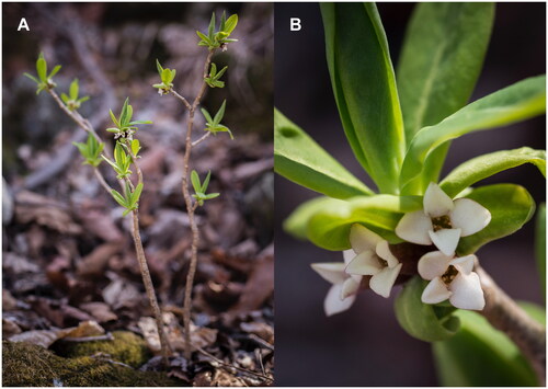 Figure 1. Photograph of Daphne pseudomezereum var. koreana. (A) Habit. (B) Flowers. Photo credit: Jae-Jin Lee.