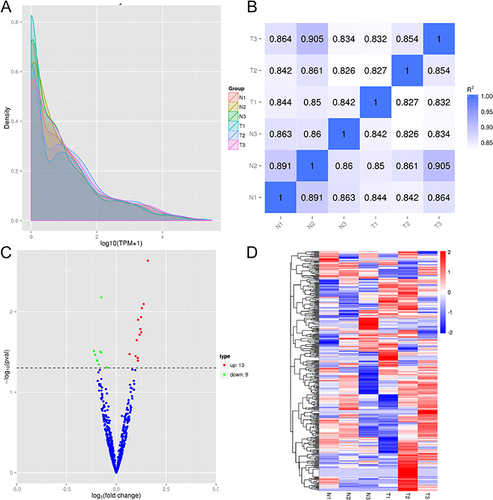 Figure 1 Overview of the miRNA Sequencing Results. (A) TPM density distribution in all samples. The distribution of TPM density could be used to examine the gene expression pattern of the sample. The x-coordinate was the log10 (TPM+1) value of miRNA, and the y-coordinate was the density of the corresponding log10 (TPM+1); (B) Pearson correlation between samples. The correlation of gene expression level between samples was an important index to test the reliability of the experiment and the rationality of the sample selection. The closer the correlation coefficient was to 1, the higher the similarity of expression patterns between samples. (C) Volcano plot of the differential expression profiles of miRNAs. Blue dots represent miRNAs with no significant difference, red dots represent significantly up-regulated differential miRNAs, and green dots represent significantly down-regulated differential miRNAs; (D) Heatmap of the differential expression profiles of miRNAs. Red represents high expression miRNAs, blue represents low expression miRNAs.