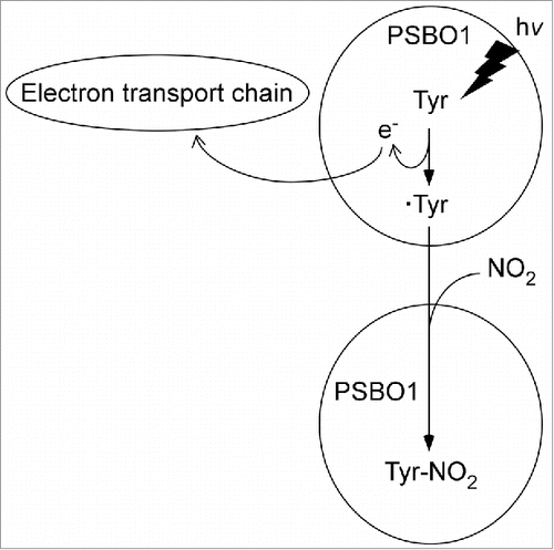 Figure 2. Hypothetical model for light-catalyzed selective photo-oxidation of tyrosine residues of PsbO1 to tyrosyl radicals followed by reaction with NO2 to form NT. Tyr: tyrosine residue. ·Tyr: tyrosyl radical, e: electron. The details by which tyrosine residues are oxidized by the electron transport chain are currently unknown.