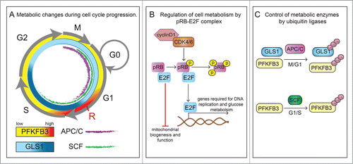 Figure 1. Crosstalk between cell cycle regulators and cellular metabolism. (A) Transitions between phases of the cell cycle (G1, S, G2 and M) are orchestrated by cell cycle activators and inhibitors. In particular, the transition from G1 to the S-phase is of high importance for the regulation of proliferation and is controlled by cyclins (cyclinD), cyclin-dependent kinase (CDK) complexes, E2F family of transcription factors and the retinoblastoma protein (pRB) family members and E3 ubiquitin ligases (see panels B and C). At late G1, a nutrient-sensitive cell growth checkpoint (labeled as R) controls progression to S phase, and enables the cell to complete cell division, but only when sufficient nutrients are available. The glycolytic activator 6-phosphofructo-2-kinase/fructose-2,6-bisphosphatase 3 (PFKFB3) is transiently upregulated at this checkpoint (symbolized by higher intensity red color). Similarly, glutaminolysis is also critical for G1-to-S transition and in addition is also important for S to G2-M progression (symbolized by higher intensity blue color reflecting glutaminase1 (GLS1) activity). Furthermore, anaphase-promoting complex (APC/C) (purple) and Skp1/Cullin/F-box (SCF) (green) control the activities of PFKFB3 and GLS1 during the different stages of the cell cycle. (B) In response to mitogens, signaling pathway kinases convey proliferative signals to activate expression of cyclins. Enzymatically active complexes of cyclins and CDKs sequentially phosphorylate pRB family members. Binding of non-phosphorylated pRb to E2F prevents the transition from G1 to S-phase, induces cell quiescence and represses expression of genes involved in mitochondria biogenesis and function. However, phosphorylation of pRB releases its binding from E2F and thus inhibitory function and allows entry into S-phase. Activation of E2F not only leads to transcription of genes involved in cell cycle progression (e.g., cyclin E) but also enzymes involved in glucose metabolism (PFKFB). (C) Further crosstalk from the cell cycle back to metabolism is exemplified by the observation that APC/C, which is active during the M and G1 phase (indicated in the cell cycle scheme in panel A by a purple inner line) promotes the proteasomal degradation of PFKFB3 and glutaminase 1 (GLS1), while the ubiquitin ligase SCF, active during G1 and S phase (indicated in the cell cycle scheme in panel A by a green inner line), targets only PFKFB3.