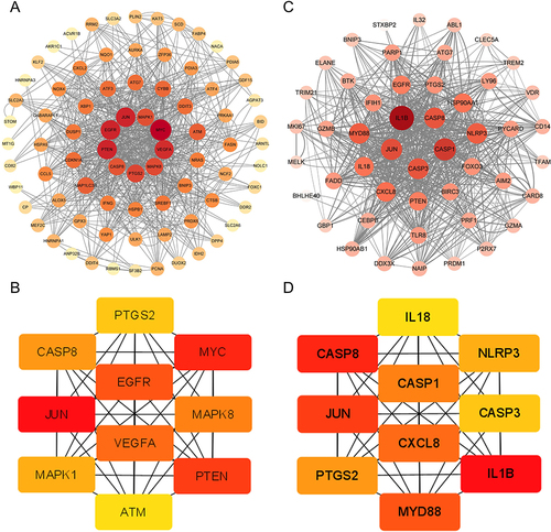 Figure 6 Screening of candidate hub genes. (A) The PPI network of DEFRGs has 88 nodes and 356 edges. (B) DEFRGs screened the top 10 candidate hub genes by Degree algorithm. (C) The PPI network of DEPRGs has 52 nodes and 332 edges. (D) DEPRGs screened the top 10 candidate hub genes by Degree algorithm.