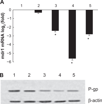 Figure 4 Effects of shRNA expression vectors on MDR1 mRNA and its protein in K562/A02 cells after treatment for 48 hours. A) Transcription of MDR1 mRNA detected by quantitative real-time PCR described before; B) Expression of P-gp determined by Western-blot analysis described before.Notes: 1. Negative control (PGC silencer-U6-neo-GFP empty plasmid); 2. Positive control (PGC silencer-U6-neo-GFP GAPDH plasmid); 3. PGY1–1; 4. PGY1–2; 5. PGY1–3. *P < 0.05, when compared to positive control group; P < 0.05, the group of transfected cells with PGY1–2 was less than that of transfected cells with PGY1–1 or PGY1–3.