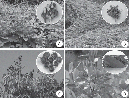 Figure 1. Cultivation of Saussurea lappa (A), Picrorhiza kurrooa (B), Sapindus mukorossi (C), and Cinnamomum tamala (D) in the remote villages of Uttarakhand. Product marketed from the respective species are shown in the inset.