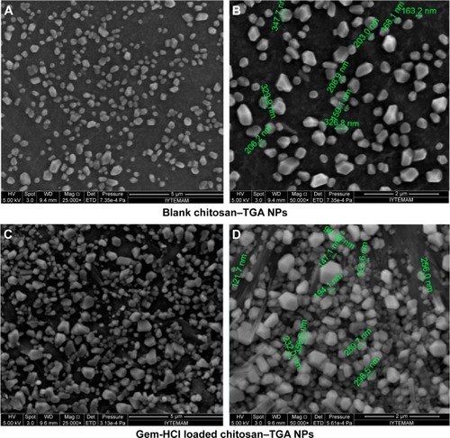 Figure 2 SEM images of blank NPs and Gem-HCl loaded chitosan–TGA NPs.Notes: Magnification ×25,000 (A and C); magnification ×50,000 (B and D).Abbreviations: SEM, scanning electron microscopy; TGA, thioglycolic acid; NP, nanoparticle; Gem-HCl, gemcitabine hydrochloride.