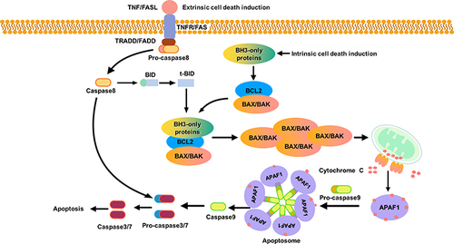 Figure 4 The process of apoptosis. There exist two distinct pathways that can result in apoptosis, namely the intrinsic pathway (also known as the mitochondrial pathway) and the extrinsic pathway (also known as the death receptor pathway). Despite their differences, these pathways can converge and trigger apoptosis. The intrinsic pathway is activated by various cytotoxic agents, growth factors, or nutrient deficiencies, leading to an increase in the expression of BH3-only proteins that exhibit a strong affinity for BCL2, a pro-survival protein that plays a role in anti-apoptosis. The interaction between NH3-only proteins and BCL-2 results in the release of BAX and BAK, which subsequently oligomerize and assemble into structures that breach the outer membrane of mitochondria, leading to MOMP and the release of cytochrome C into the cytoplasm. The cytoplasmic cytochrome C then binds to APF1, promoting apoptosome formation and inducing apoptosis. This process recruits the precursor of apoptosis initiator pro-caspase9 to the apoptosome, where it is cleaved and becomes bioactive caspase 9. Apoptosis may be induced by TNF/FASL through binding to TNFR/FAS, which leads to the activation of pro-caspase8 to caspase8 via FADD or TRADD. The resulting bioactive caspase8 can directly proteolyze effector caspase3/7. In addition to its direct role in apoptosis, caspase8 can also induce apoptosis indirectly. Specifically, caspase8 activates Bid, which is then transformed into tBID and, in conjunction with the intrinsic pathway, initiates apoptosis.