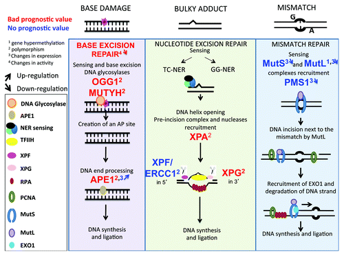 Figure 5. Single-strand DNA repair pathways in multiple myeloma. The changes in genes implicated in single-strand damage repair (BER, NER, or MMR) and modified in MM cells compare with healthy cells are highlighted. As indicated in Figure 2A, digit 1 indicates changes in promoter methylation, digit 2 the existence of polymorphisms, digit 3 changes in protein expression and digit 4 changes in activity. The upwards or downwards arrows indicate an increased or decreased gene expression or activity.