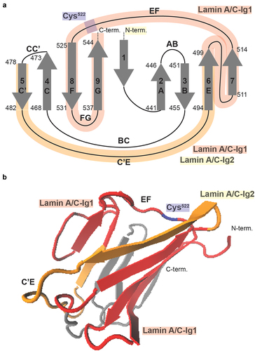 Figure 7. Lamin A/C-Ig1 antibody binding in the Ig-fold structure (a) Schematic map of the Lamin A/C Ig-fold protein structure. Regions known to be mechanosensitive, based on the reported differential LAC-Ig2 epitope binding [Citation4] and exposure of the cryptic Cys522 residue in response to shear stress [Citation7], are highlighted in yellow and blue, respectively. The regions recognized by the Lamin A/C-Ig1 antibody are shaded in red, notably overlapping two loop regions – C’E and EF – that are known to be mechanosensitive. (b) Ribbon diagram of the Lamin A/C Ig-fold structure, in which the postulated regions recognized by the LAC-Ig1 antibody are shaded in red, notably overlapping the two mechanoresponsive loop regions, C’E and EF.