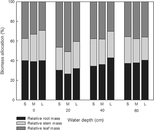 Figure 2. Biomass allocation at different water depths (0, 20, 40, and 60 cm) for small (S), medium (M) and large (L) sized turions of M. oguraense subsp. yangtzense (n = 3).