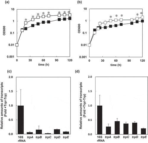Figure 3. Effects of L-Trp supplementation on the growth of S. livingstonensis Ac10-Rifr and expression of its Trp-biosynthesis genes.(a, b) Growth curves of S. livingstonensis Ac10-Rifr. The cells were grown at 18°C (a) and 4°C (b) in modified DSMZ medium 79 with 0.5% w/v casamino acids supplementation containing (■) and absent of L-Trp (□) at a final concentration of 0.1%. The statistical analysis was performed using a Student’s t-test from three independent experiments. Error bars indicate SD. An asterisk (*) indicates a statistically significant difference (Student’s t-test, P < 0.01). (c, d) Transcription levels of the Trp-biosynthesis genes. The ratios of the amounts of mRNA of the genes in the trp operon in the cells grown with or without 0.1% L-Trp are shown. The cells were grown at 18°C (c) or 4°C (d) and harvested in the log phase. All values were normalized to the amounts of 16S rRNA. Error bars represent SD from three independent experiments.