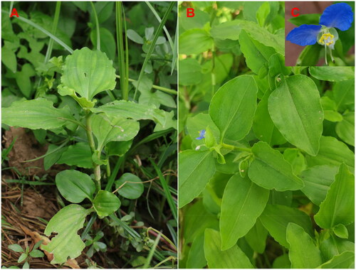 Figure 1. Habitat photos of Commelina benghalensis.The photos were taken by Liqiang Wang. Panel A shows a panorama, Panel B shows a detail, and Panel C shows the flowers. The plant's coordinates are N 35° 16′ 23.62″, E 115° 27′ 36.01″. It's a perennial herb with mostly creeping stems reaching up to 70 cm in height and ovate leaves measuring 3-7 cm long. The flowers, enclosed in funnel-shaped bracts, bloom in the summer to autumn season. This plant thrives in tropical and subtropical wetlands, from near sea level to 2300 meters in altitude.