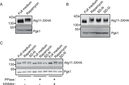 Figure 1. Atg11 is phosphorylated under autophagy induction conditions. (A) Yeast cells expressing Atg11-3×HA were grown to log phase in nutrient-rich medium (full medium), and then were treated with rapamycin for 30 min, Atg11-3×HA was detected by anti-HA antibody. (B) Yeast cells expressing Atg11-3×HA were subjected to rapamycin treatment, nitrogen starvation (SD-N), or glucose starvation (SD-G), Atg11-3×HA was detected by anti-HA antibody. (C) Yeast cells expressing Atg11-3×HA were subjected to rapamycin treatment or SD-N. Cell lysates were treated with λ protein phosphatase (λ-PPase) in the presence or absence of phosphatase inhibitors for 0.5 h at 30°C. Atg11-3×HA was detected by anti-HA antibody. Pgk1 served as a loading control.