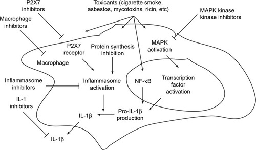 Figure 1 Common pathways involved in the production of IL-1β by inhaled toxicants.