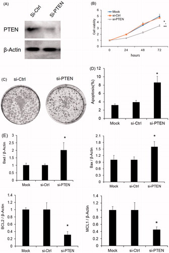 Figure 4. PTEN silencing effects the HeLa cell proliferation (A) PTEN protein expression level was determined by western blotting after PTEN knock-down. β-actin was used as an internal control. (B) Cell proliferation was monitored by CCK8 assay after PTEN silencing. *p < .05 versus Mock; **p < .05 versus si-Ctrl; (C) PTEN mRNA expression with HeLa cells after overexpression of miR-NC or miR-1297. Results are mean ± SE. *p < .05 versus WT; **p < .05 versus miR-Ctrl; (C) Representative colony formation assays of HeLa cells expressing either si-Ctrl or si-PTEN. (D) Effect of PTEN silencing on HeLa cell apoptosis as measured by Annexin V flow cytometry. The cell viability was presented as mean ± SE (n = 3). *p < .05 versus WT; (E) mRNA expression analysis of pro-apoptotic (Bad and Bax) or anti-apoptotic (Bcl-2 and Mcl1) factors by taqman qRT-PCR in the HeLa cells with or without PTEN silencing. β-Actin was used as an internal control. The results were presented as mean ± SE (n = 3). *p < .05 versus WT.