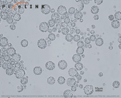 Figure 1.  Light micrograph of RP-MVL suspension at 500× magnification.