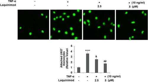 Figure 4 Laquinimod prevented TNF-α-induced attachment of U937 monocytes to human aortic endothelial cells (HAECs). Cells were stimulated with TNF-α (10 ng/mL) in the presence or absence of laquinimod (2.5, 5 μM) for 24 h. Attached U937 monocytes were quantified (****P<0.0001 vs vehicle group; &P<0.01 vs TNF-α group; ##P<0.001 vs TNF-α group).