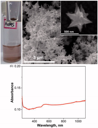 Figure 1. (A) Physical appearance of gold mesoflowers (AuMS) solution, (B) Scanning electron microscope (SEM) image of gold mesoflowers (AuMS) and (C) UV-Vis spectrum of the AuMS solution. Inset (A) shows the powder AuMS and (B) shows SEM image of a single AuMS.