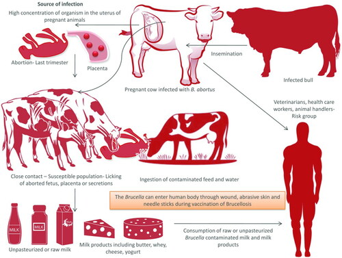 Figure 1. Transmission of Brucellosis. Pregnant cows usually abort in the last trimester of pregnancy. Aborted fetus, placenta, and secretion from uterus act as the source of infection to other animals. Milk and milk products can act as source of infection to man, if consumed unpasteurized. Infected bulls serve as the lifelong source of infection.