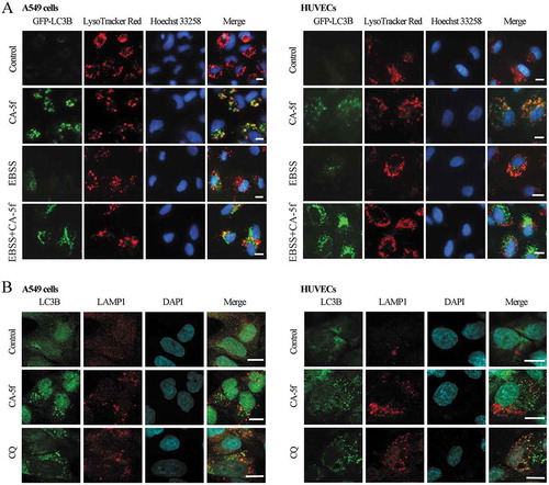 Figure 3. CA-5f suppresses autophagosome-lysosome fusion. (a) Fluorescence photographs of the colocalization of GFP-LC3B and LysoTracker Red in A549 cells and HUVECs cultured in full medium or EBSS in the absence or presence of CA-5f (20 μM) for 6 h. Nuclei were stained with Hoechst 33,258. Scale bar: 10 μm. (b) Immunofluorescence photographs of the colocalization of LC3B (green) and LAMP1 (red) in A549 cells and HUVECs treated with DMSO or CA-5f (20 μM) for 6 h. CQ (30 μM)-treated cells were used as positive controls. Nuclei were stained with DAPI. Scale bar: 10 μm.