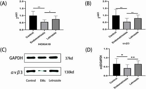 Figure 2. HOXA10 and Integrin αvβ3 expression in endometrium. (A) As compared with control group, the mRNA expression of HOXA10 was reduced in endometriosis (p < 0.0001). After the application of letrozole, the expression of HOXA10 was elevated in endometrium (p = 0.010). (B) The expression of integrin αvβ3 mRNA in endometriosis was lower as compared to its expression in control group ((p = 0.002). After the application of letrozole, the expression of integrin αvβ3 mRNA was elevated in endometrium (p = 0.008). (C and D) The expression of αvβ3 protein was also reduced in endometriosis ((p = 0.018). After letrozole treatment, the expression of integrin αvβ3 protein in endometrium was elevated ((p = 0.002). GAPDH (Glyceraldehyde-3-phosphate dehydrogenase) was used as a loading control. (**p < 0.01, *p < 0.05).