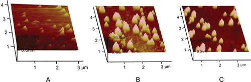 Figure 2.  Atomic force microscopy images of non-Lips (A), CS-Lips (B) and TMC-Lips (C).