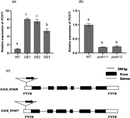 Figure 3. Analysis of the expression of PCST1 in OE and SALK plants. The Arabidopsis plant with overexpression (a) and knockdown (b) of PCST1 were analyzed using real-time PCR. The x-axis in each figure showed the line number, and 3 lines of overexpression (OE) and 2 lines of knockdown (pcst1) of PCST1 were analyzed. The expression levels of PCST1 were log2 transformed. Data are means ± SD from three independent experiments. (c) Schematic diagram of the T-DNA insertion site in the PCST1 locus. Positions are shown for T-DNA insertions (triangle), exons (black rectangles), untranslated region (UTR) (white rectangles) and introns (lines). Data are means ± SD from three independent experiments. Statistical significance was determined by one-way ANOVA with Tukey’s post hoc test (p < .05).