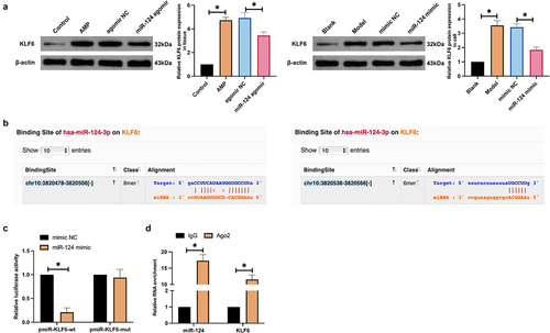 Figure 3. MiR-124 targets KLF6. (a): Western blot detection of KLF6 in AMP rats’ brain tissue and microglial cells after augmenting miR-124; (b): Bioinformatics website forecast of the latent binding site of miR-124 and KLF6; (c): The luciferase activity assay examination of the targeting of miR-124 with KLF6; (d): RIP experiment test of the enrichment of miR-124 with KLF6 in Ago2 magnetic beads.