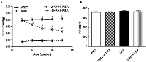 Figure 1. Effect of the ER stress inhibition on blood pressure and heart rate in WKY rats and SHRs. (a) Blood pressure was measured from 13 to 17 weeks of age by tail-cuff plethysmography. (b) Average heart rate was measured among all groups. Data are expressed as the means ± S.E.M (n = 6/group). *P<.05 vs. WKY; #P<.05 vs. SHR.