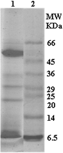 Figure 4. SDS-PAGE of seed exudate proteins.