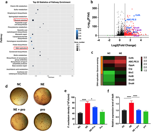 Figure 3. NE promoted the virulence and proliferation of F. nucleatum with upregulation of QS system (a) F. nucleatum was treated with NE for 24 hours followed by subjection to RNA-Seq. KEGG analysis of pathway enrichment showed the induction of QS after NE treatment. (b) volcano plot of the transcriptome in NE group versus NC group. QS associated genes (ccfA, ABC.PE.S, oppA, crp, blcC) and DNA replication associated genes (holB, dnaG, dnaN) were labelled. (c) Heatmap of differentially regulated genes associated with QS and DNA replication. (d) Representative images of the colony formation of F. nucleatum subjected to NE and propranolol treatments. (e) statistics of F. nucleatum density based on the colonies in (d). (f) qRT-PCR data showed that fadA expression was increased significantly with treatment of NE, and decreased by propranolol. All experiments were repeated three times, and one-way analysis of variance was used.