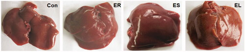 Figure 4. Effects on rat liver morphology. The rats were treated with the ethanol extracts of the different parts of C. serratus (ER: 4.14 g/kg/day, ES: 3.20 g/kg/day and EL: 1.16 g/kg/day) for 14 days. The Con group: normal; the ER group: dark red, smooth and regular edges; the ES group: low luster and hard texture; the EL group: rough, bruised, granular and hard texture.