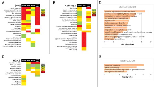 Figure 3. Gene Ontology enrichment reveals that UBE3A effects epigenetic regulation of neuronal development and imprinted genes. (A) GO enrichment heatmap for DMR-associated gene lists for each comparison group. Significance of term enrichment by FDR q-value for each group is indicated by colored key. (B) GO enrichment heatmap for differential H3K4me3-associated gene lists for chr15M, KDSH, and chr15M-minus comparison groups. Significance of term enrichment by FDR q-value for each group is indicated by colored key. (C) GO enrichment heatmap for differentially expressed genes for each comparison group. Significance of term enrichment by Bonferroni P value for each group is indicated by colored key. (D) GO enrichment for differential H2A.Z-associated genes in the chr15M comparison group. Significance of term enrichment by FDR q-value is represented by -log10 bar values. (E) GO enrichment for differential H2A.Z-associated genes in the KDSH comparison group. Significance of term enrichment by FDR q-value is represented by -log10 bar values.