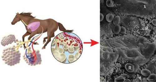 Figure 7 Left: Schematic showing exercise-induced pulmonary hemorrhage in the horse. Right: Scanning electron micrograph of the cranial lobe of an exercised pony reveals red blood cells (R) and proteinaceous material (P) in the alveoli. Bar =5 μm.