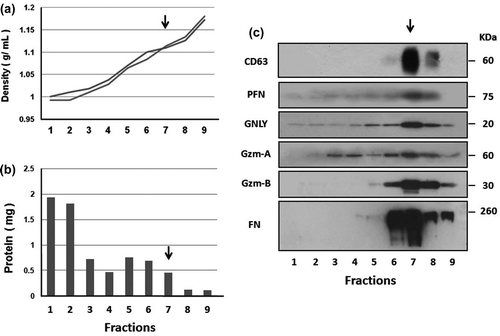 Figure 5. aNK extracellular vesicles contain cytotoxic proteins. A 0% to 45% iodixanol continuous density gradient centrifugation was performed. Samples were loaded in duplicate ultracentrifuge tubes. After centrifugation at 100,000 × g for 3 h, nine iodixanol fractions were collected from the top. The density of each fraction was determined from two balanced tubes, as shown in (a). The total protein content represents the average of each fraction (b). Fractions were analysed by Western blotting (c) using antibodies to CD63 (BD Bioscience, H5C6) under non-reducing condition, PFN (perforin), granulysin (GNLY), granzyme A (Gzm-A), granzyme B (Gzm-B), and fibronectin (FN). The arrow points to fraction 7, which has a density of 1.08–1.12 g ml–1 and contains most of the analysed proteins. The un-cropped images with size markers are shown in Figure S3.