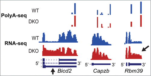 Figure 1. Alternative Polyadenylation Site Identification by RNA-seq versus PolyA-seq. Comparison of PolyA-seq and RNA-seq wiggle plots of Bicd2 (left), Capzb (middle), and Rbm39 (right) in WT (blue) and Mbnl1;Mbnl2 DKO MEFs (red). RNA-seq detects internal 3′ UTR splicing in Bicd2 but fails to capture the pA shift in Capzb. Both techniques detect the pA shift in Rbm39.