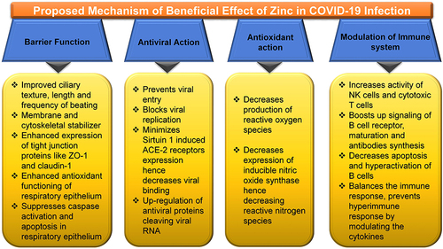 Figure 2 Zinc and its plausible effectiveness in COVID-19.