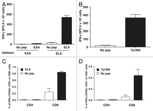 Figure 7. Potent peptides used in clinical trials induce CD40L-expressing CD8+ T cells in mice. (A and B) HHD mice (n = 3/group) transgenic for HLA-A2 were immunized with HLA-A2-restricted peptide epitope Melan A/MART-126–35 (EAA) or with its highly immunogenic mutated version containing a leucine at position 27 (ELA) (A), or with epitope 369–377 from tyrosinase (Tyr369) (B). Ten days later splenocytes from immunized mice were stimulated with or without the corresponding peptide and T-cell responses were measured using an IFNγ ELISPOT assay. (C–D) After 5 h of peptide stimulation CD8+ and CD4+ T cells were analyzed by immunofluorescence staining and flow cytometry for expression of CD40L and IFNγ. Data are representative of 2 independent experiments.