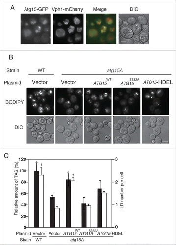 Figure 2. Enzymatic activity and vacuolar localization of Atg15 are required for the maintenance of LD dynamics. (A) ATG15-deleted cells co-expressing GFP-tagged Atg15 and Vph1 tagged with mCherry (a vacuole marker) under their own promoter regulations were grown in SC medium for 48 h. The cells were harvested and subjected to fluorescence microscopy. The merged image consists of a green image representing the GFP signal and a red image for the mCherry signal. The corresponding lightfield (DIC) image is also shown. Scale bar: 5 µm. (B) Visualization of LDs in atg15 mutants by fluorescence microscopy. LDs were stained with BODIPY 493/503 after the cells were grown in SC medium for 48 h. Vector means the backbone plasmid for the expression of Atg15 variants (pRS316). The corresponding lightfield (DIC) images are also shown. Scale bar: 5 µm. (C) (Left columns) The relative amounts of TAG in the denoted strains after 48 h culture in SC medium were determined and shown so that the TAG level in the wild-type strain was presented as 100% and other values were normalized. The error bars indicate SD values. (Right columns) The numbers of LDs in the cells shown in (B) were counted and presented with SD values. At least 100 cells were used for the calculation. Statistical significance of the differences relative to the values of the atg15Δ strain harboring the vector was shown with asterisks (P< 0.01) and dagger symbols (P < 0.05).